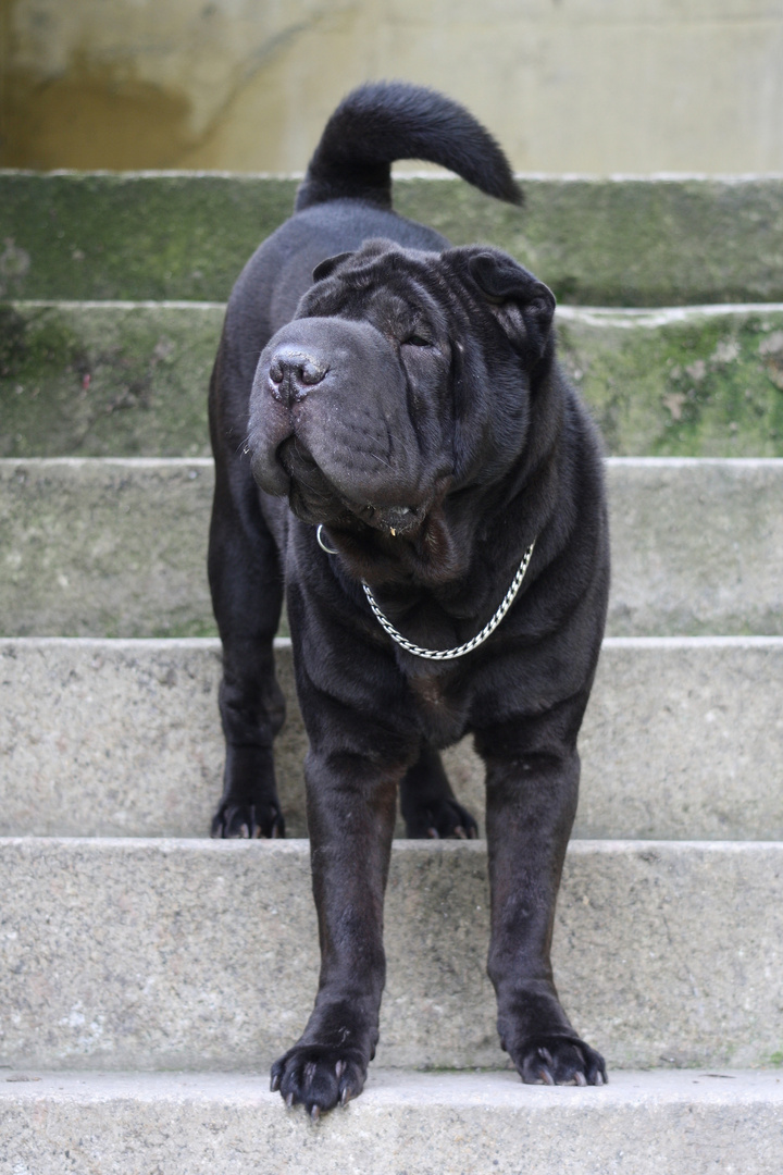 Mister Pei II -Shar Pei