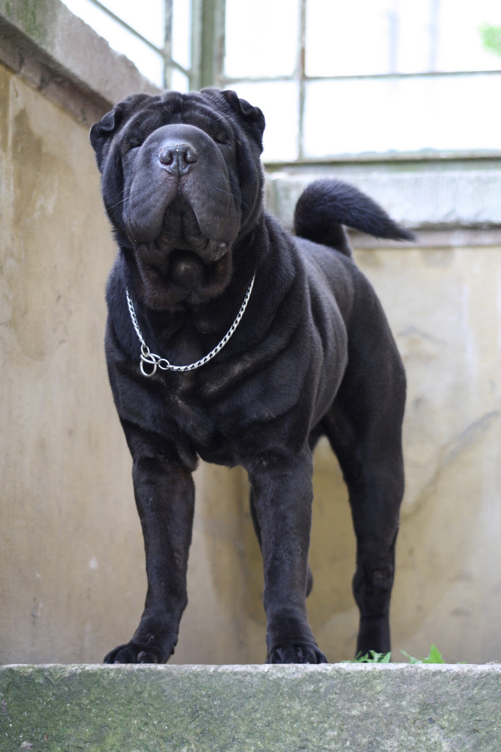 Mister Pei III - Shar Pei