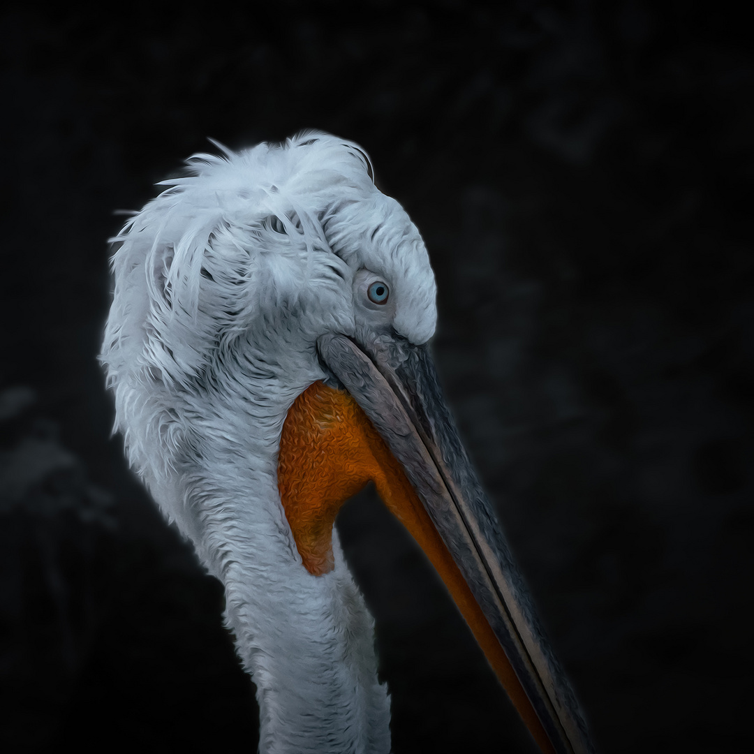 Mister Pelican