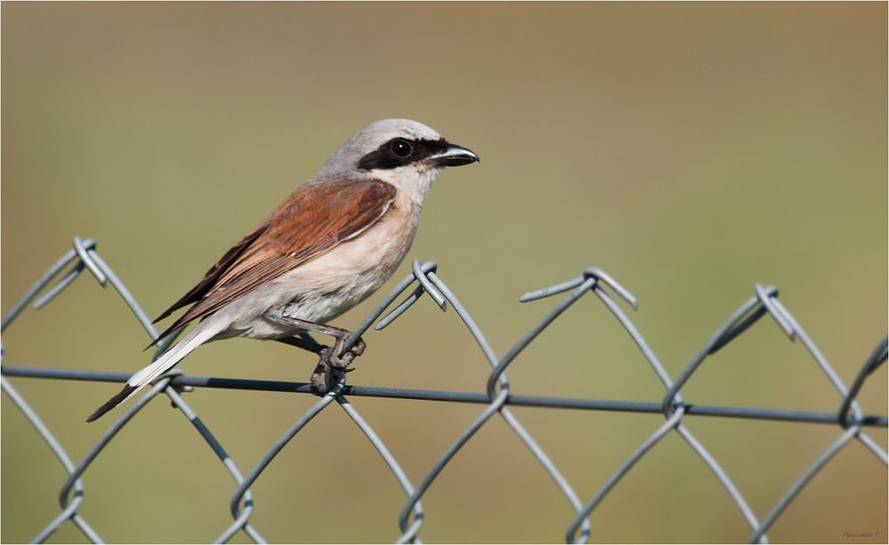 Mister Red-backed shrike