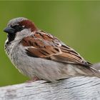 Mister sparrow resting on a bench