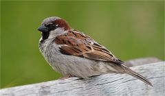 Mister sparrow resting on a bench