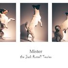 Mister the Jack Russell Terrier