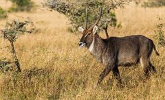 Mister Wasserbock