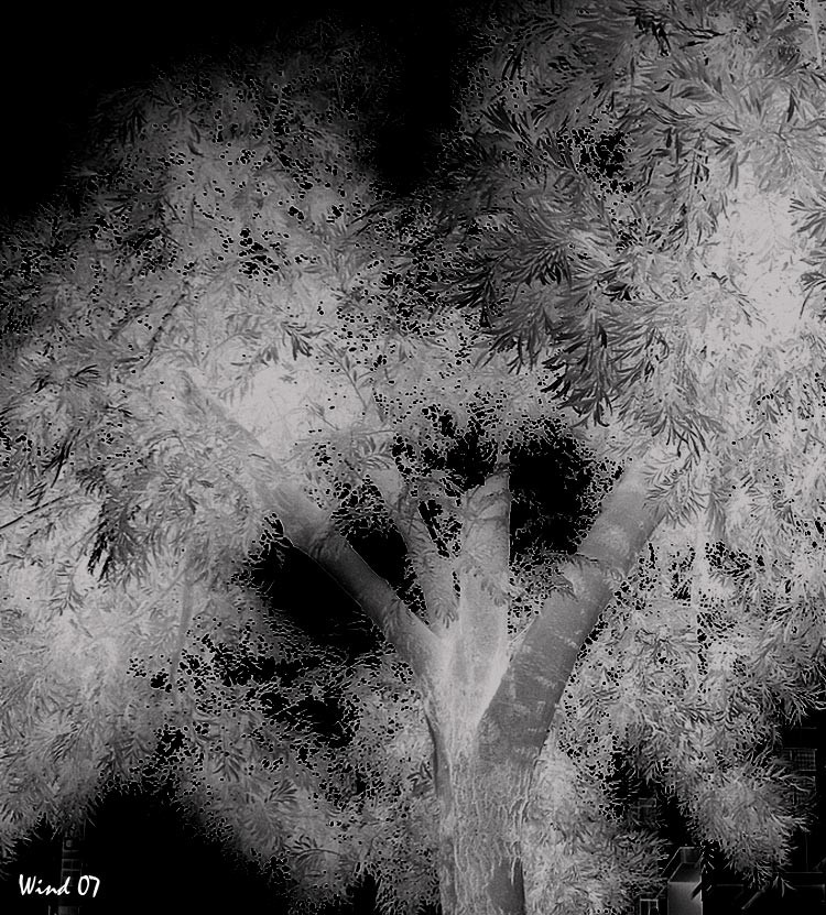Misterious tree