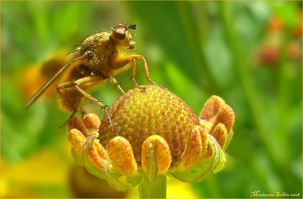 Mistfliege auf Blumenbesuch