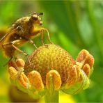 Mistfliege auf Blumenbesuch