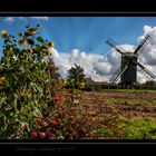 Misthaufen mit Ausblick