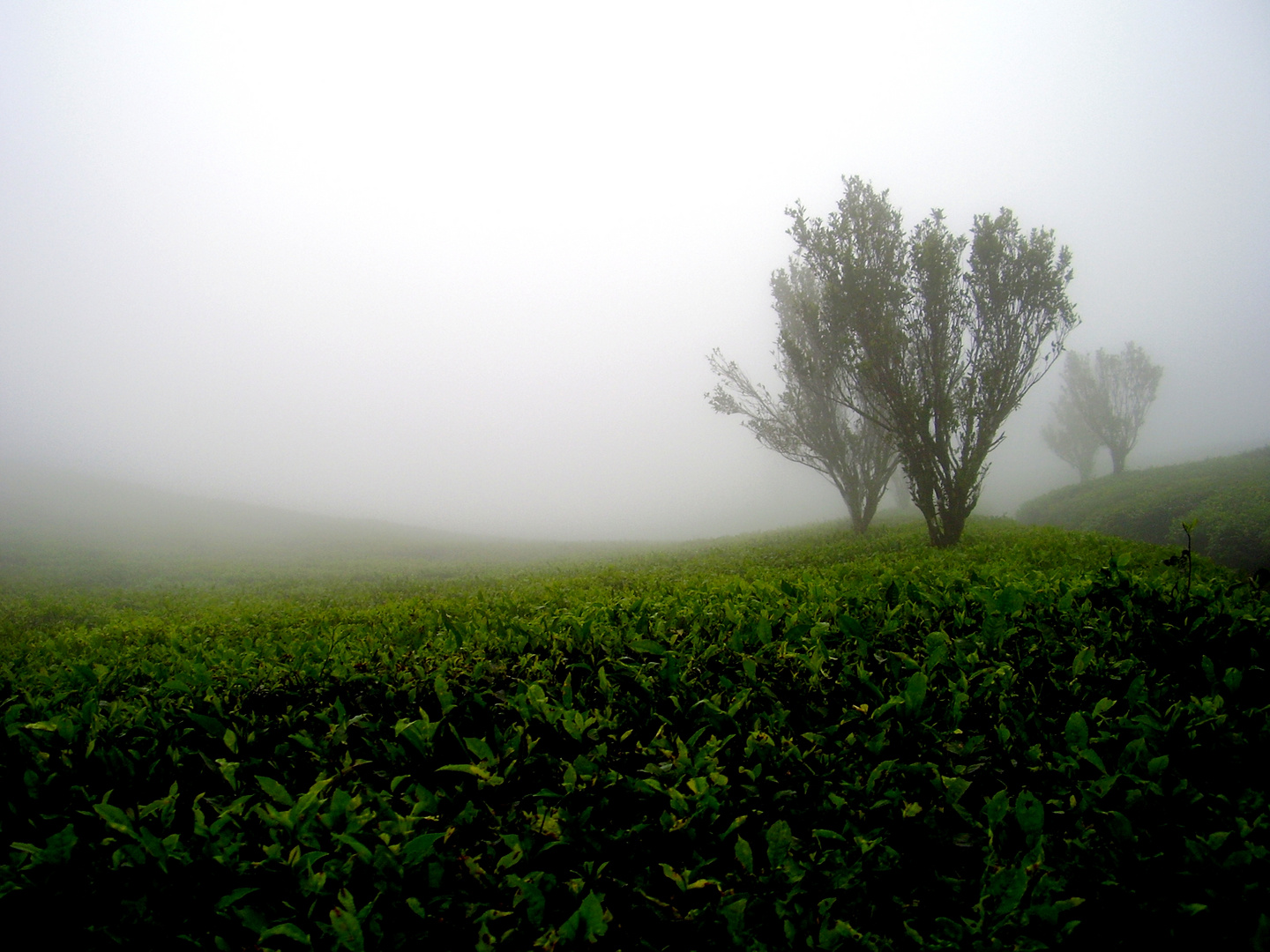 Mistic beauty of TEA!