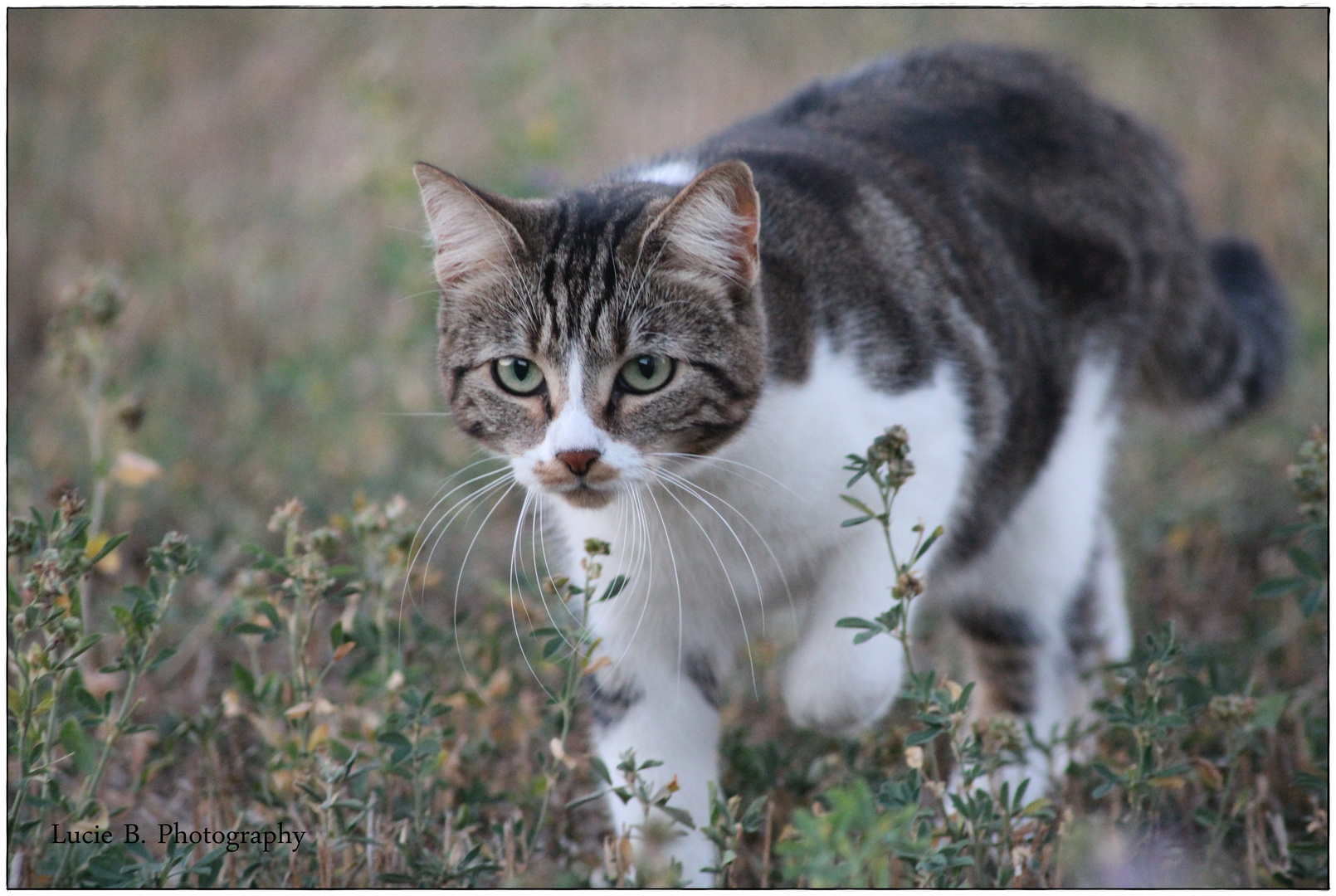 Mistigri Photo Et Image Animaux Animaux Domestiques Chats Images Fotocommunity