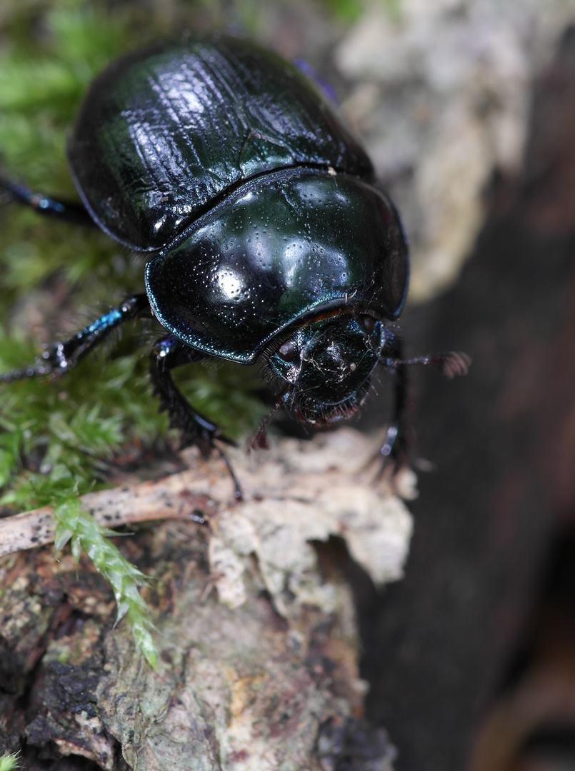 Mistkäfer Foto & Bild | tiere, wildlife, insekten Bilder auf fotocommunity