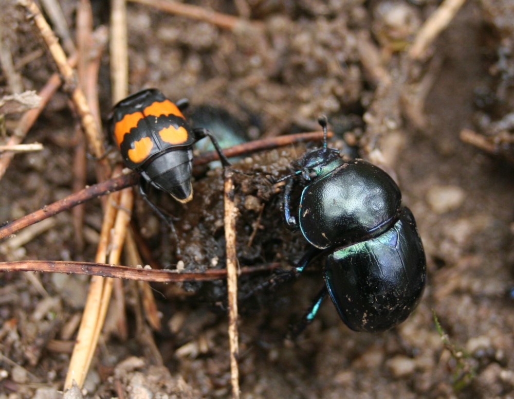 Mistkäfer