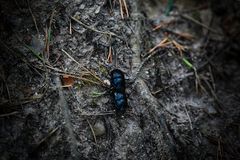 Mistkäfer