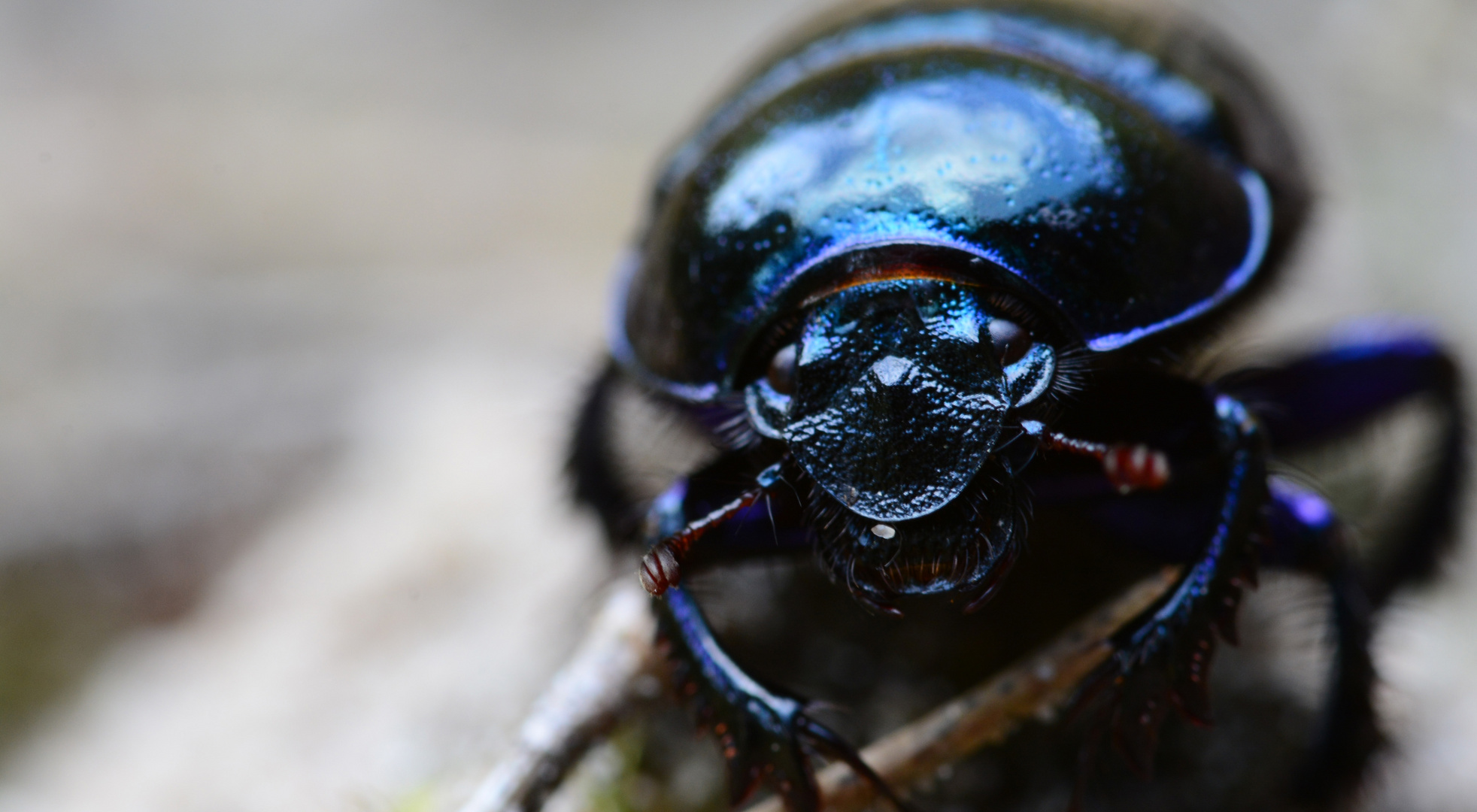 Mistkäfer (Geotrupidae