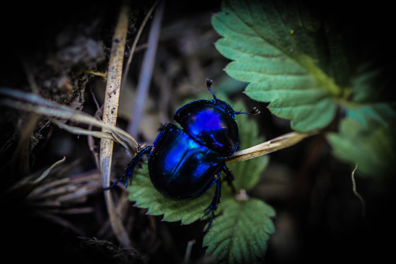 Mistkäfer im Lainzer Tiergarten (Mai 2012)