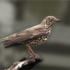 Mistle thrush