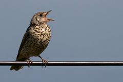 Mistle thrush
