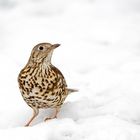 mistle thrush