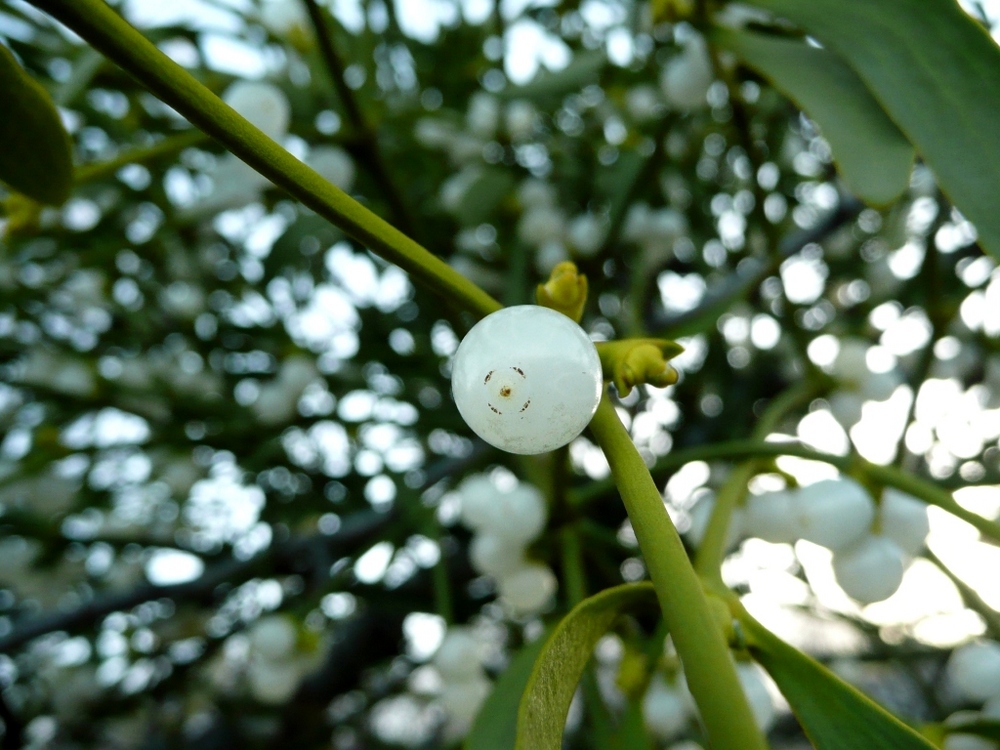 Mistletoe