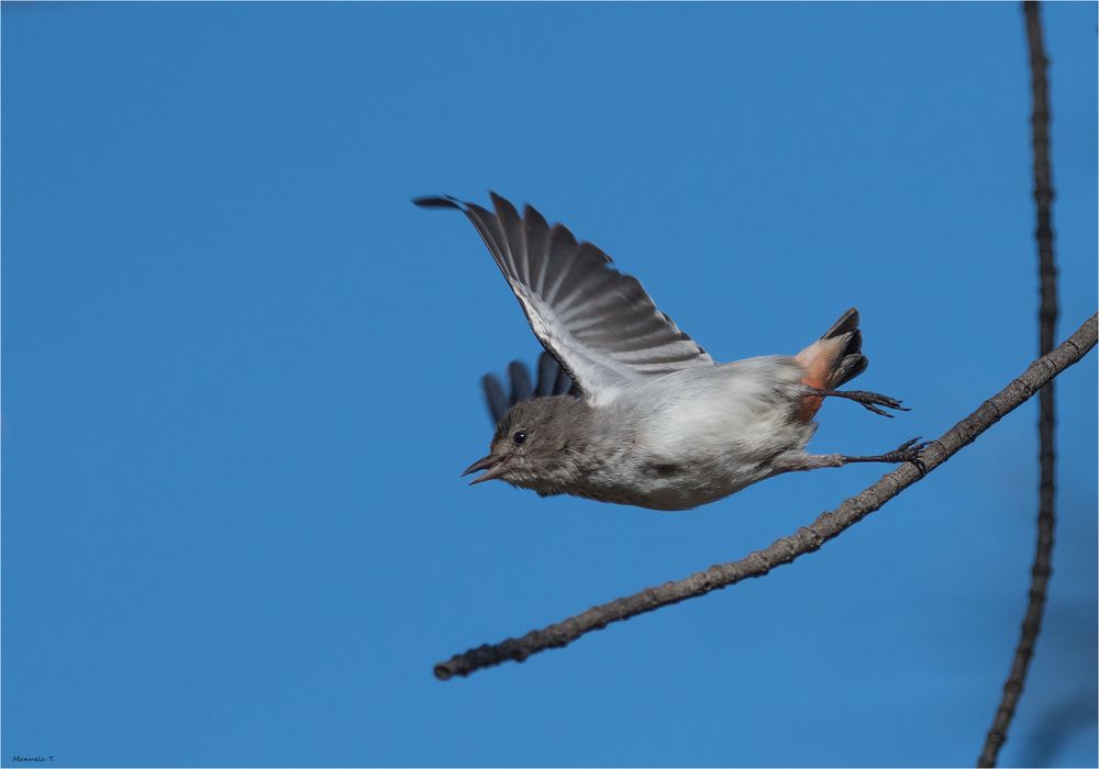 Mistletoe Bird female