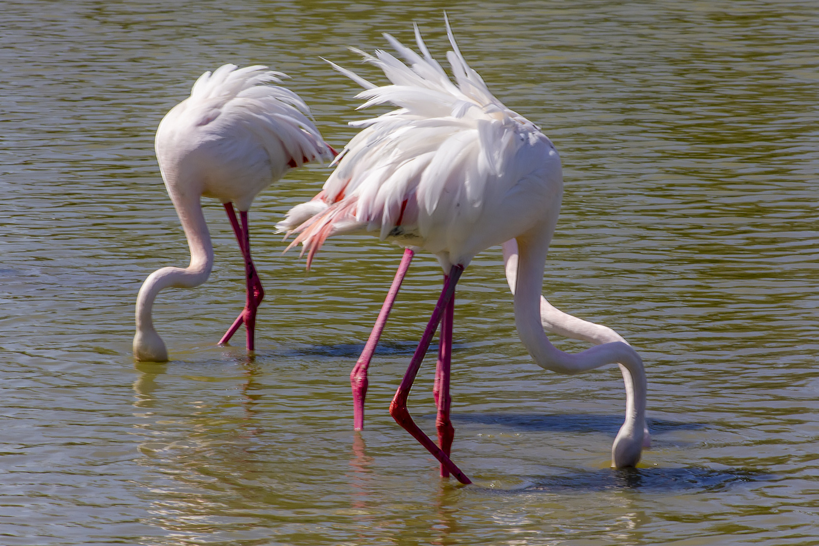 Mistral et flamants roses