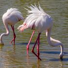 Mistral et flamants roses