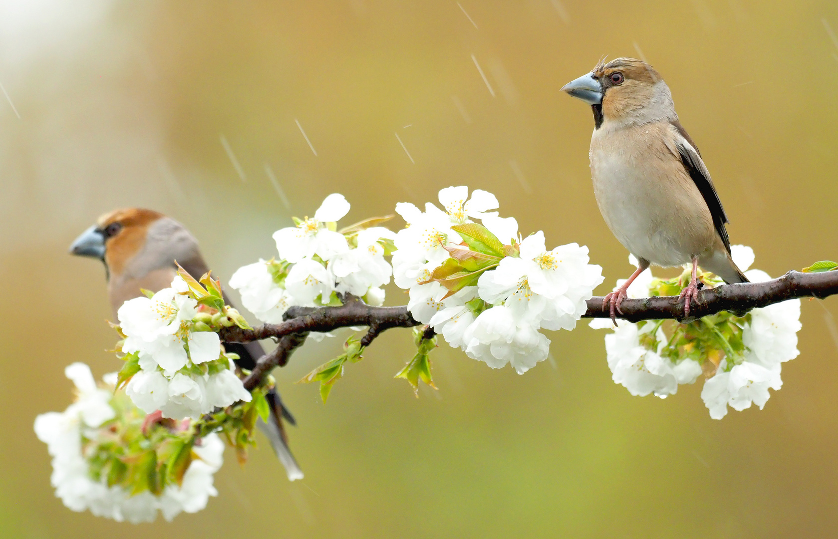 ... MISTWETTER ? ...