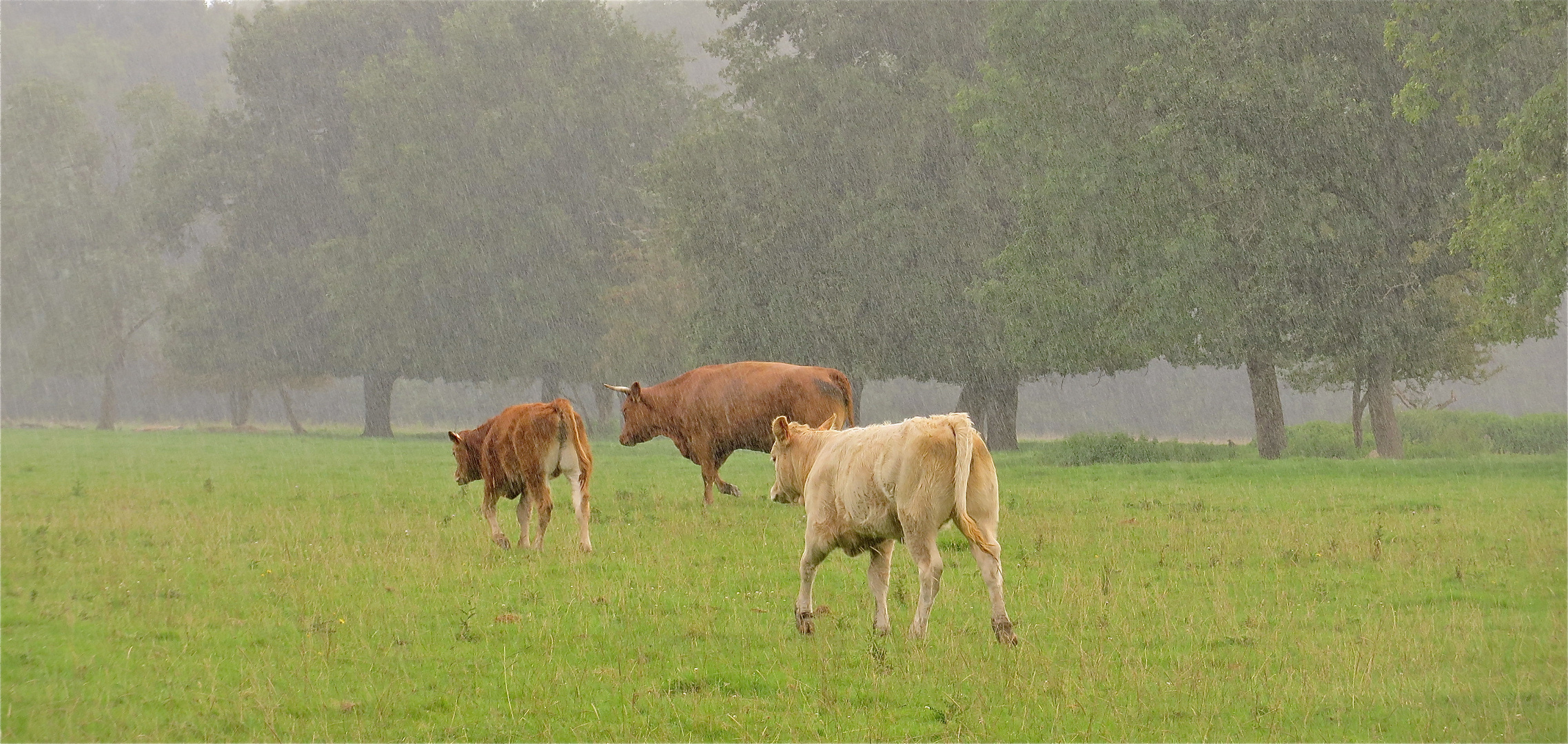 .. Mistwetter-also wir hau´n ab !!!...