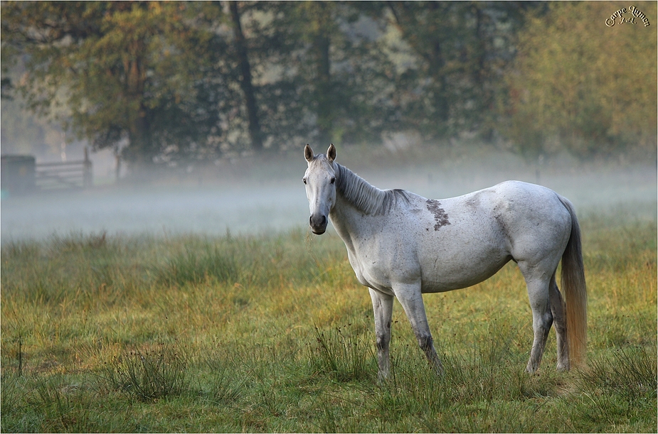 Misty