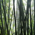 Misty bamboo forest