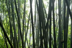 Misty bamboo forest