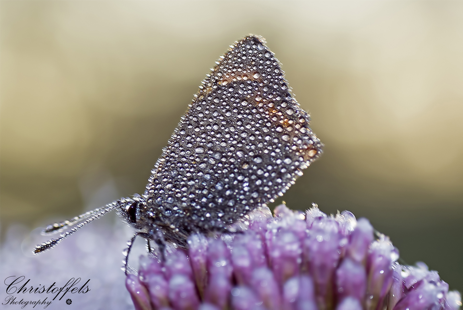 Misty Butterfly