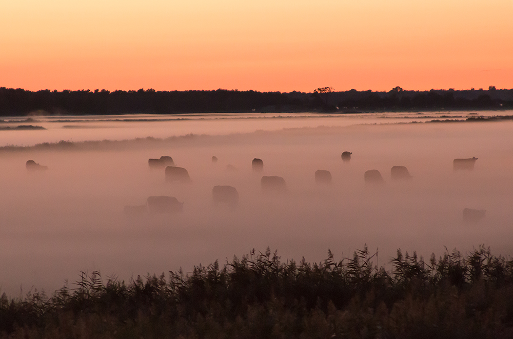 misty Cow