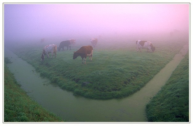 Misty cows