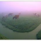 Misty cows