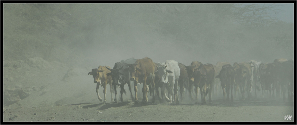 Misty cows in Kenya...