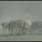 Misty cows in Kenya...