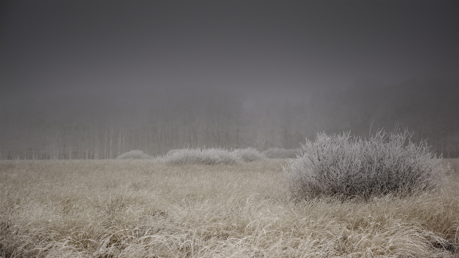 Misty day