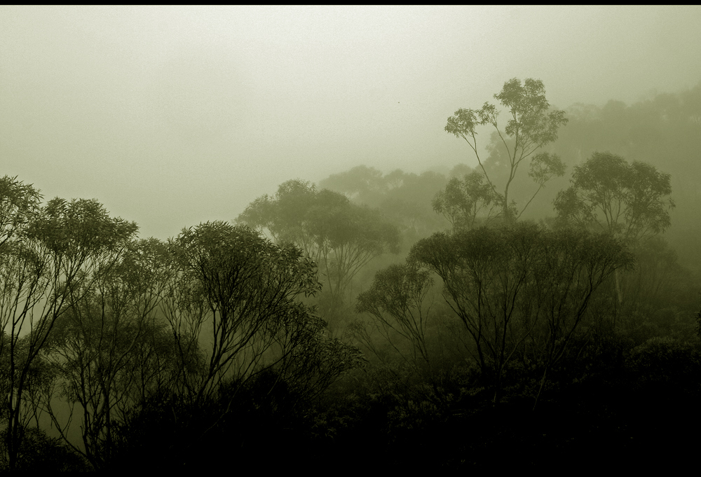 Misty Day