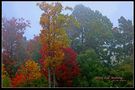 COM: Misty Fall Morning. von Michael Henderson
