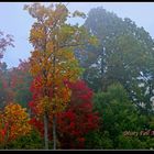 Misty Fall Morning.