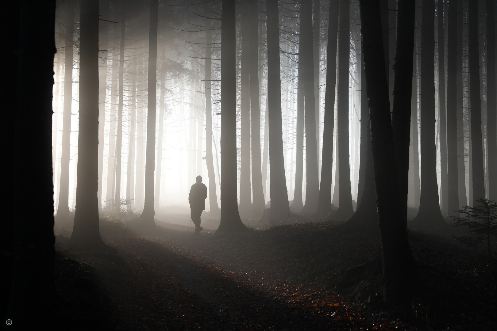 misty forest