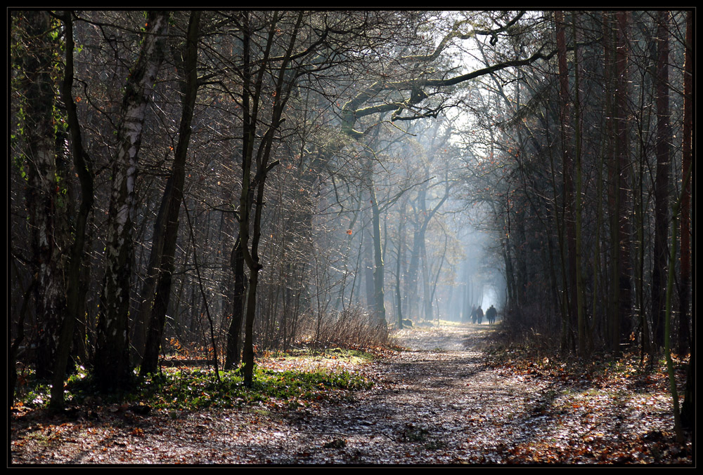 Misty forest