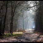 Misty forest