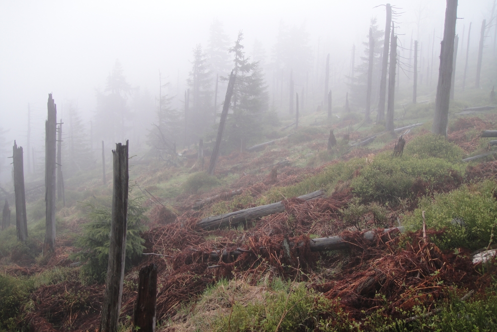 misty forest