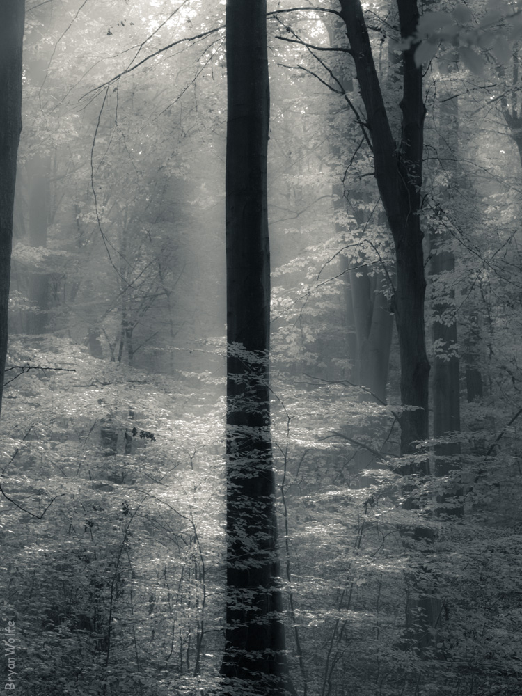 Misty Forest