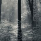 Misty Forest