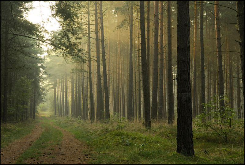 Misty Forest!