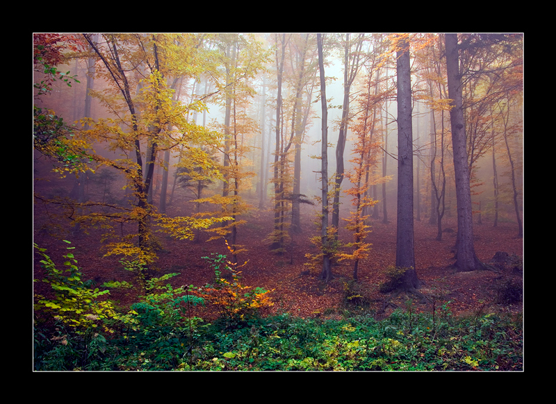 misty forest