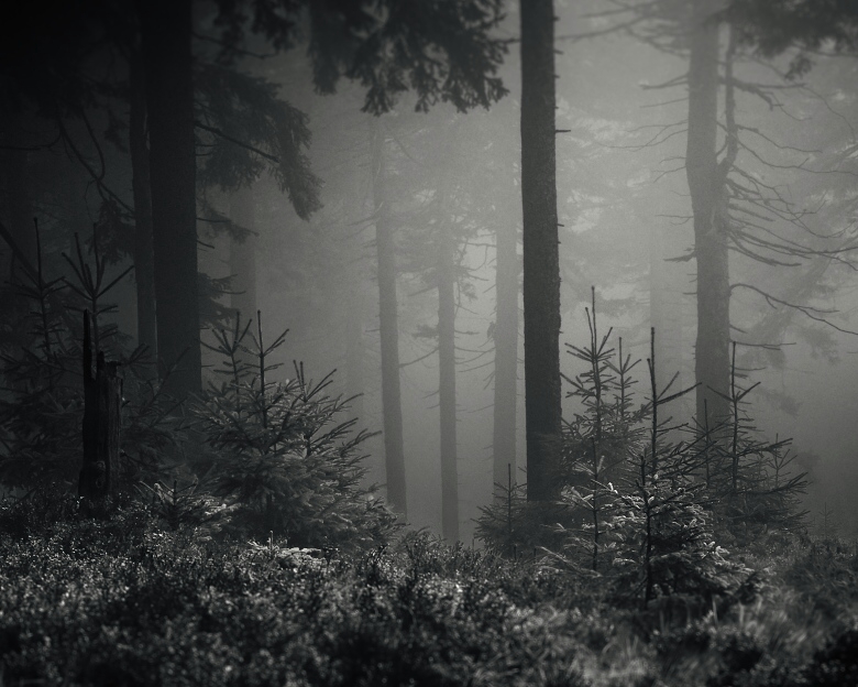 misty forest